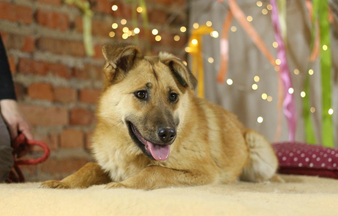Chiens à adopter
